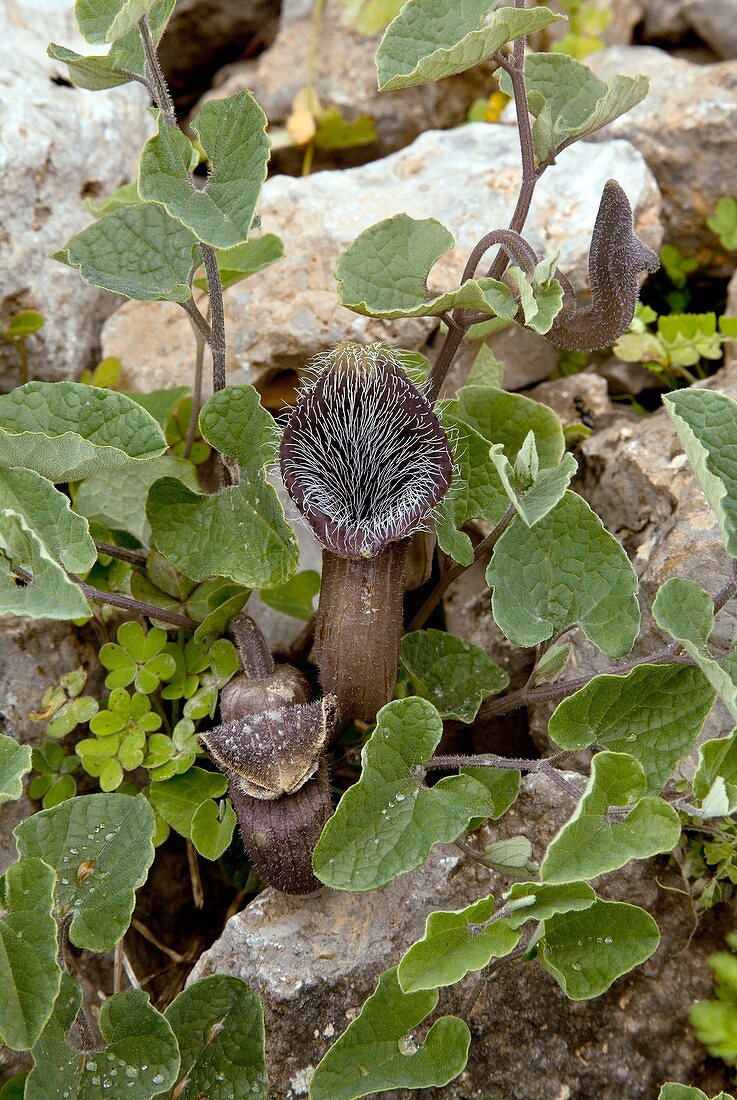 Cretan birthwort (Aristolochia cretica)