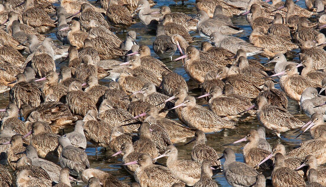 Marbled godwits and willets