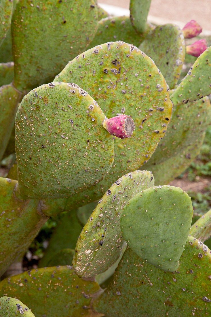 Spineless prickly pear (Opuntia ellisiana)
