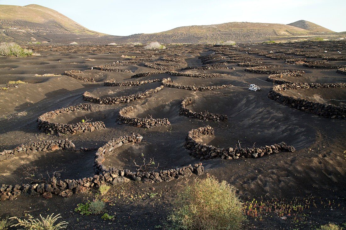 Vineyard in lava rock dugouts, Canary Islands
