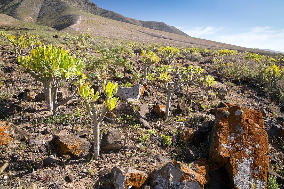 Verode (Kleinia neriifolia) in volcanic landscape