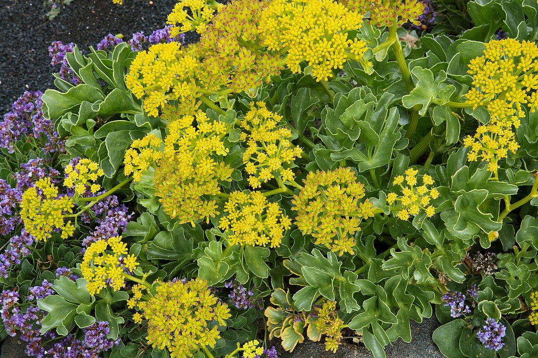 Canary samphire (Astydamia latifolia)