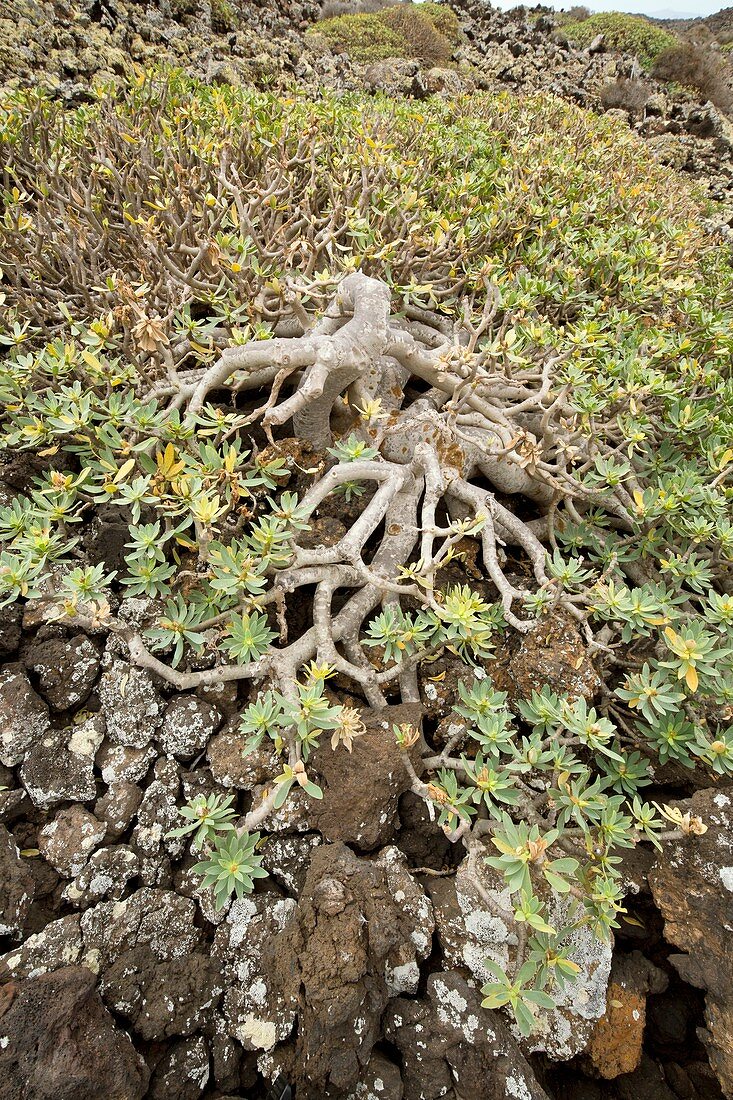 Balsam spurge (Euphorbia balsamifera) on lava