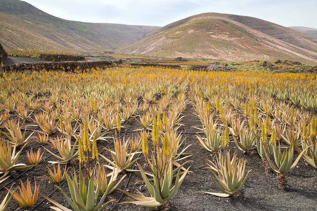Aloe vera in cultivation, Lanzarote
