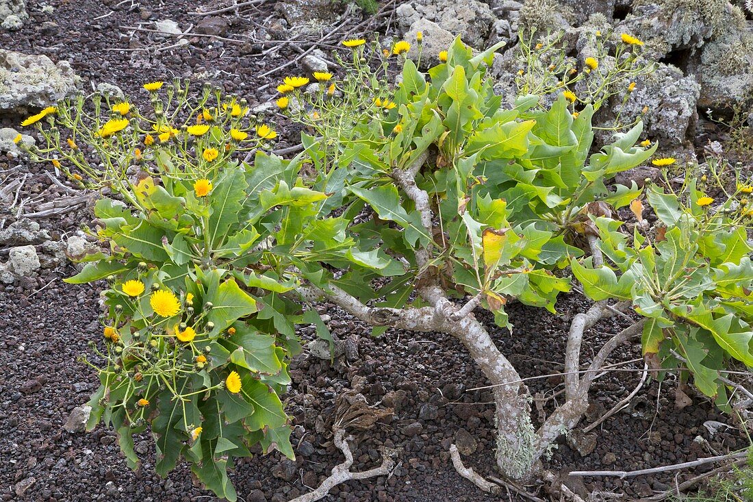 East Canary sow-thistle (Sonchus pinnatifidus)