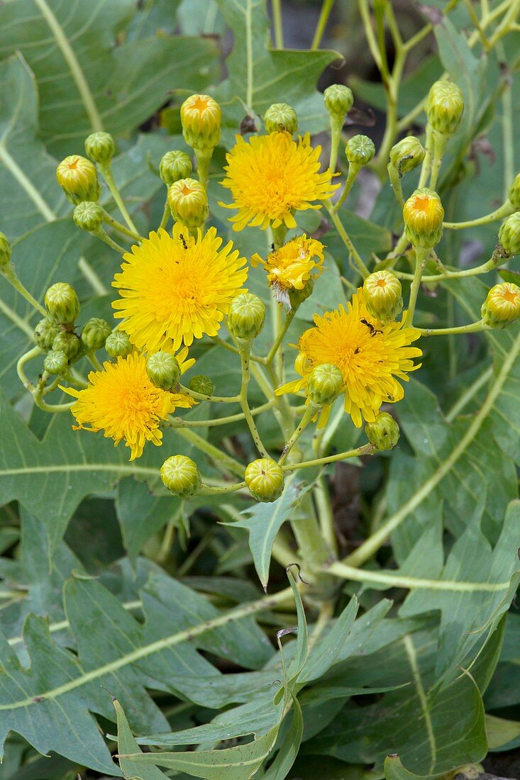 East Canary sow-thistle (Sonchus pinnatifidus)