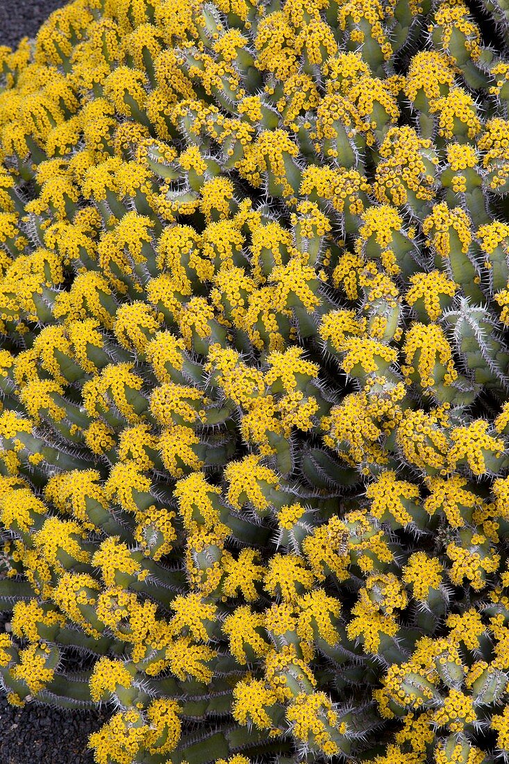 Euphorbia polyacantha in flower
