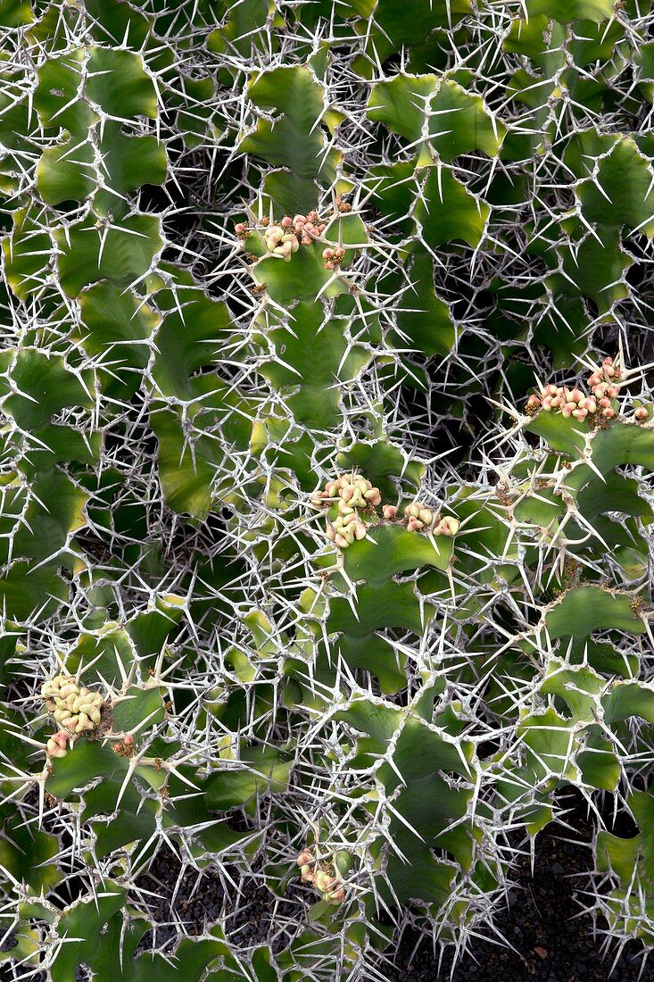 Succulent spiny spurge (Euphorbia grandicornis)
