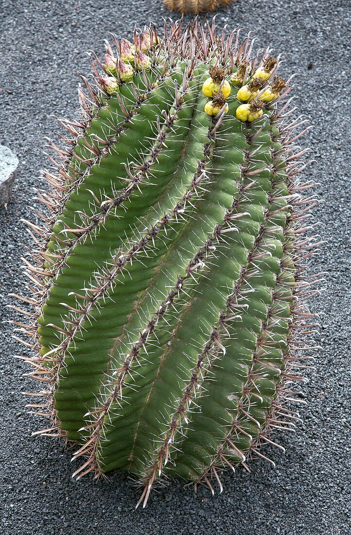 Fishhook barrel cactus (Ferocactus herrerae)
