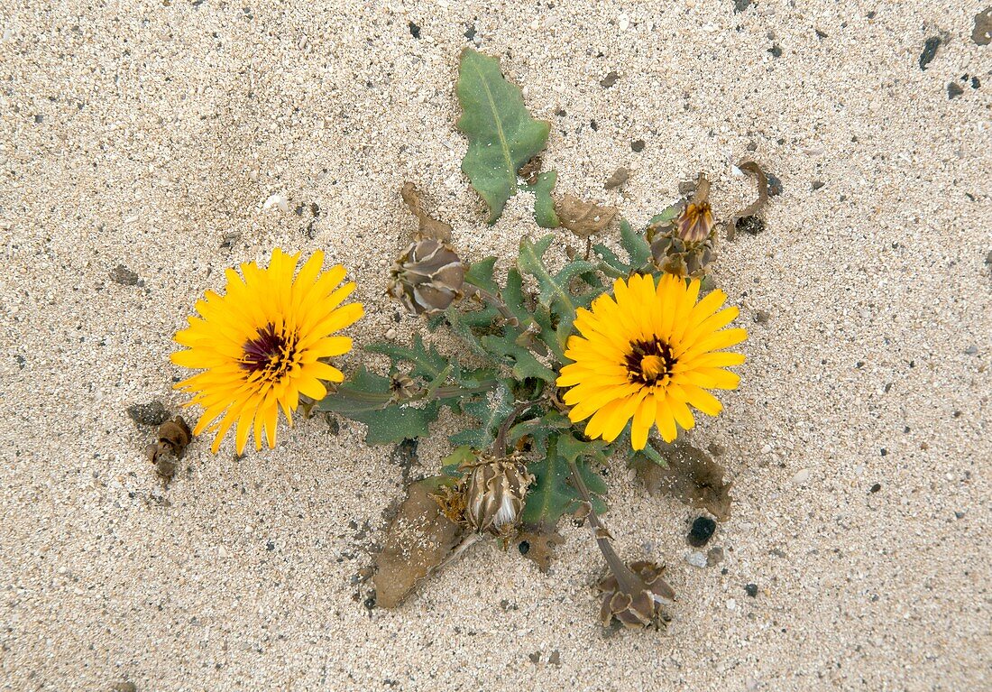 False sowthistle (Reichardia tingitana)