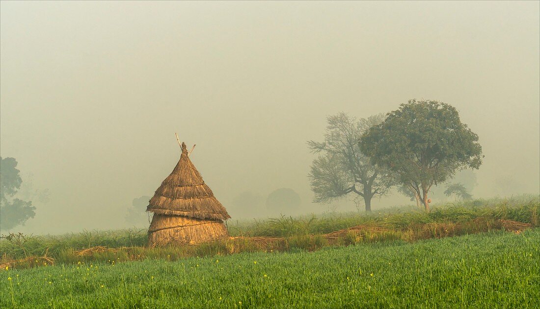 Hay stack in a field, India