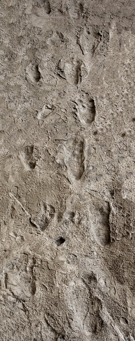 Hominid footprints, Tanzania