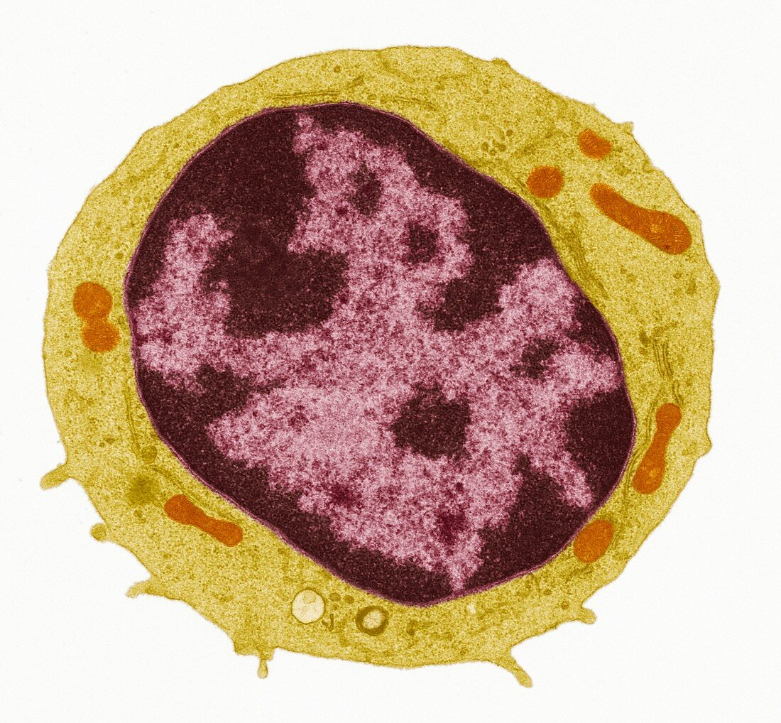 Lymphocyte, TEM