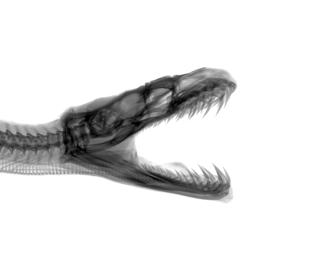 Python skull, X-ray
