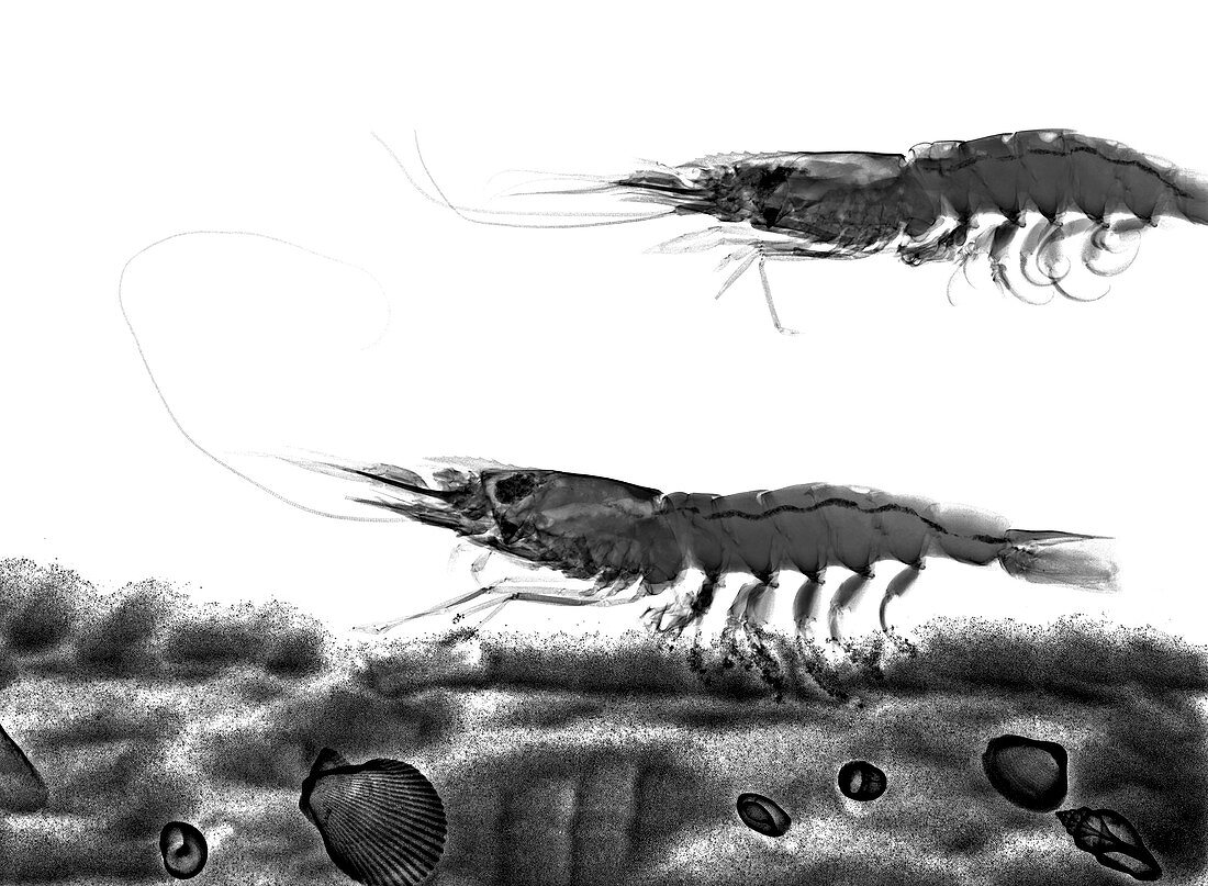 Shrimps, X-ray