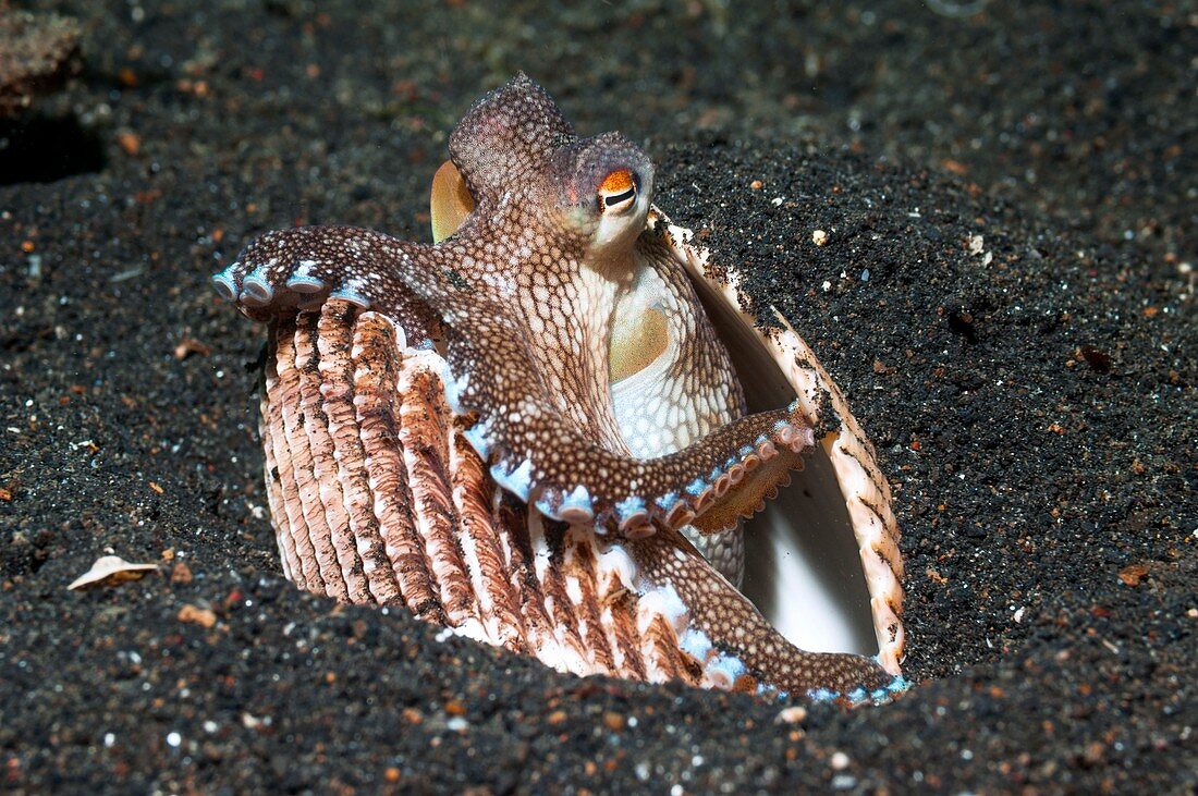 Coconut octopus sheltering in a shell