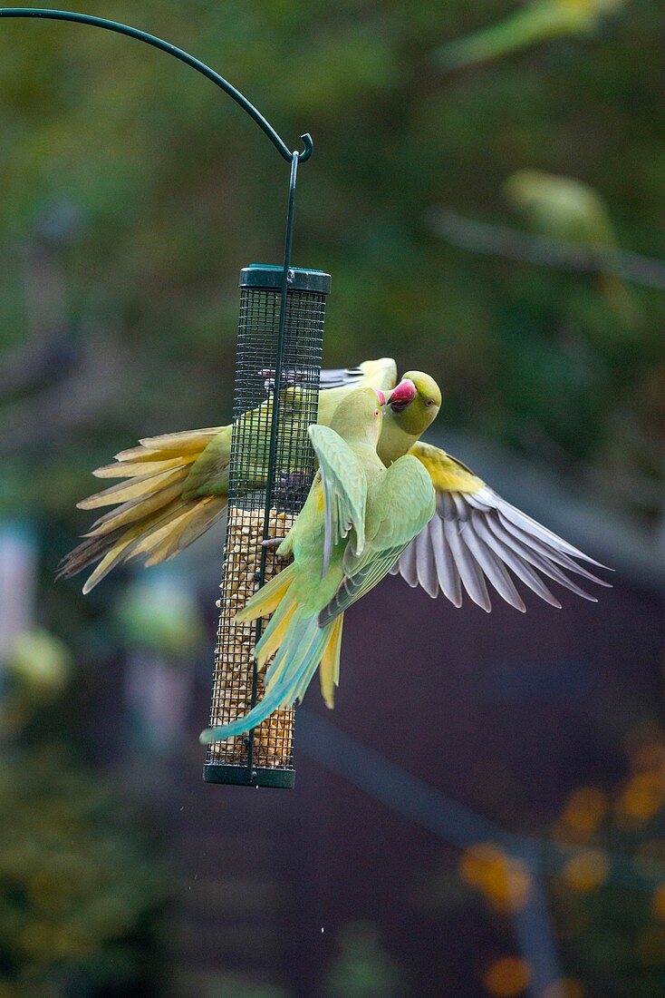 Ring-necked parakeets on a bird feeder, UK