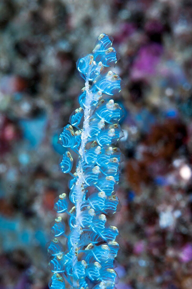 Sea squirt colony (Perophora namei)