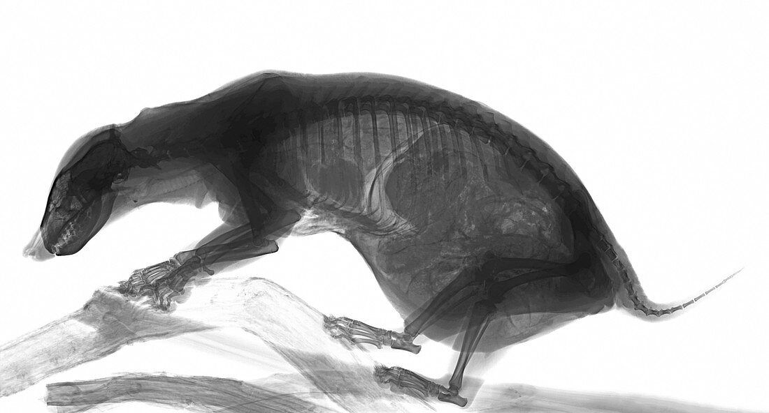 European badger, X-ray