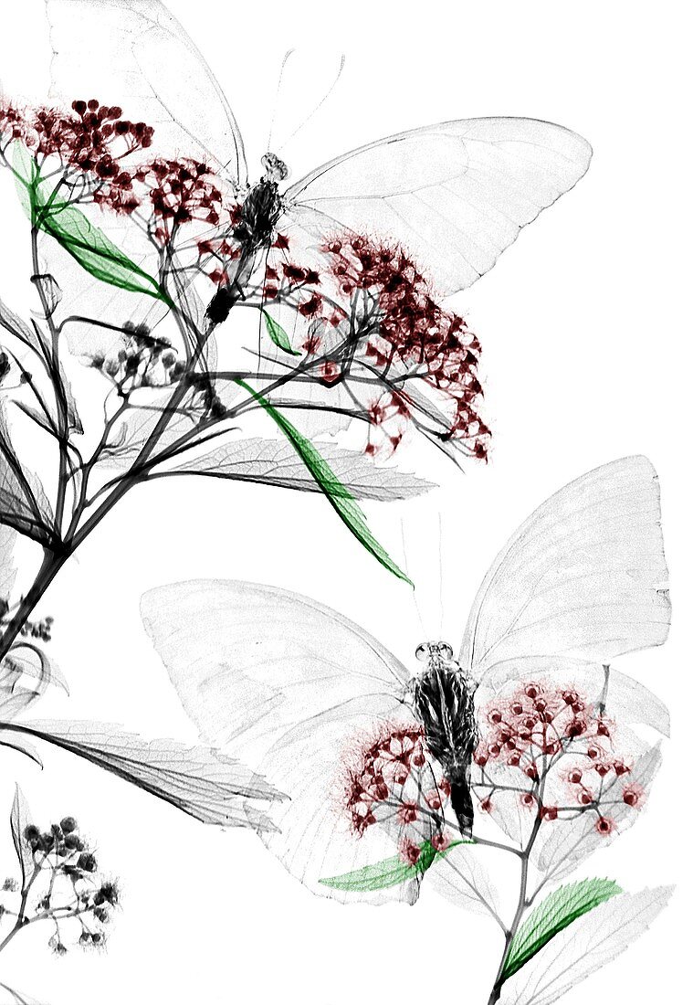 Butterflies on Spiraea flowers, X-ray