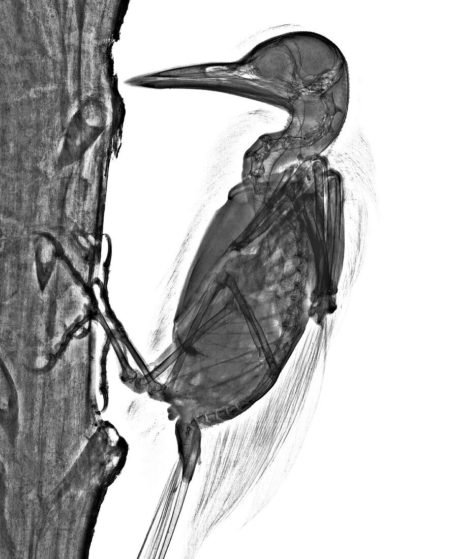 Woodpecker, X-ray