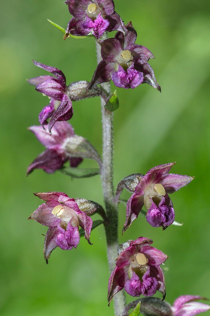 Dark-red helleborine (Epipactis atrorubens) in flower