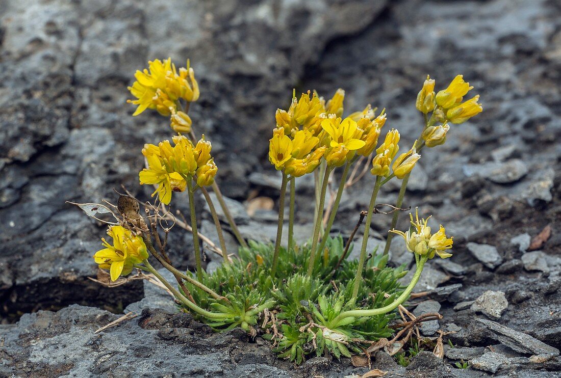 Yellow whitlowgrass (Draba aizoides) in flower