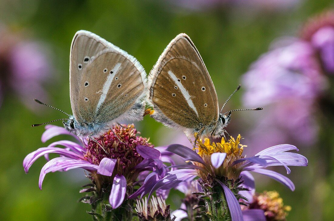 Damon blue butterflies mating on aster