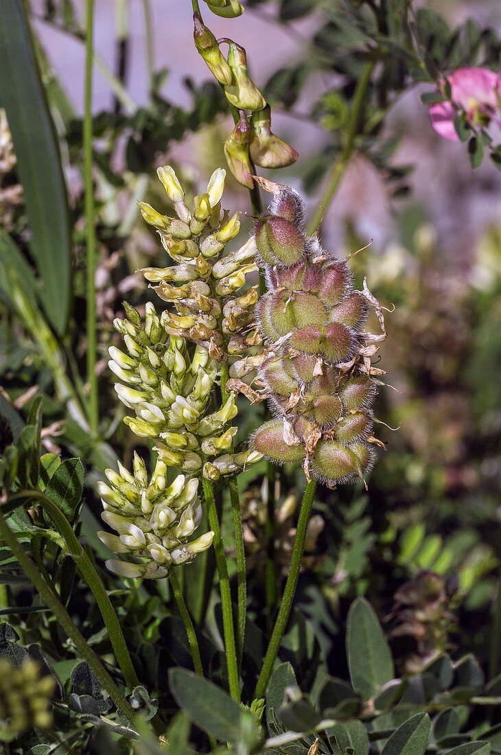 Chickpea milkvetch (Astragalus cicer) in flower