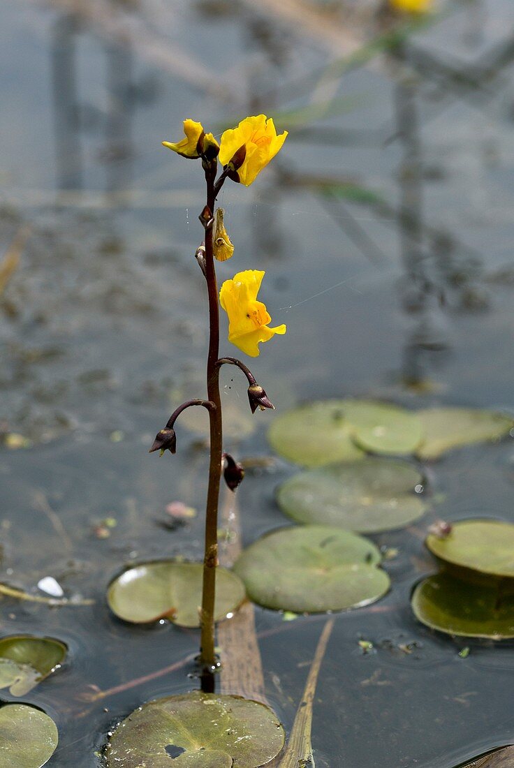 Greater bladderwort (Utricularia vulgaris) in flower