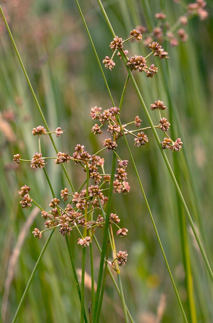 Blunt-flowered rush (Juncus subnodulosus) in flower