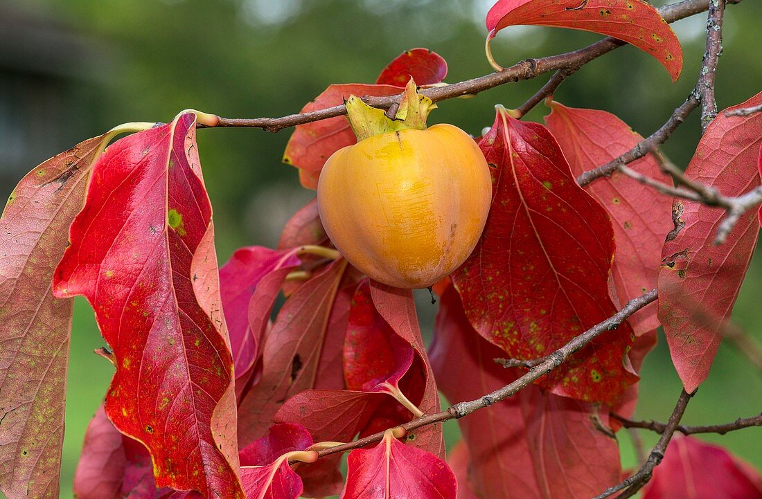 Persimmon (Diospyros kaki) fruit on tree