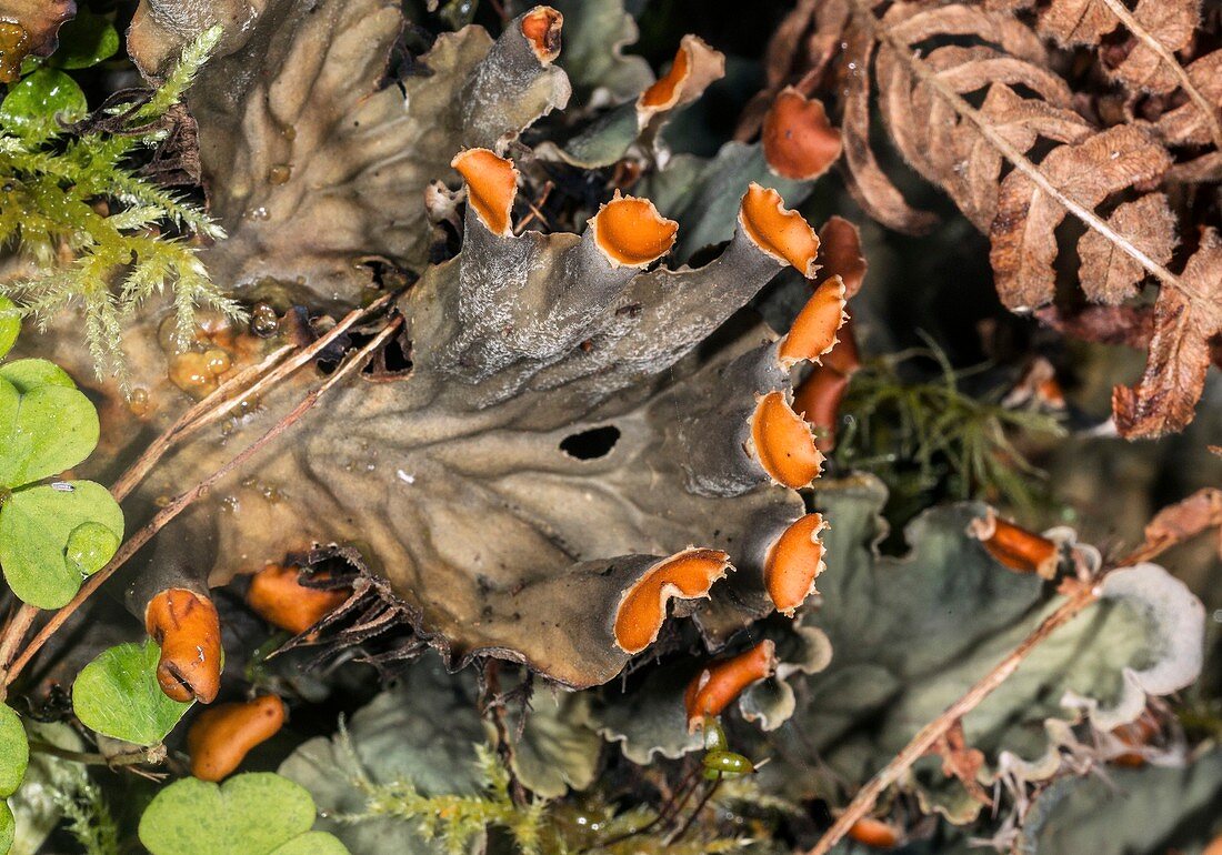 Dog-lichen (Peltigera horizontalis)