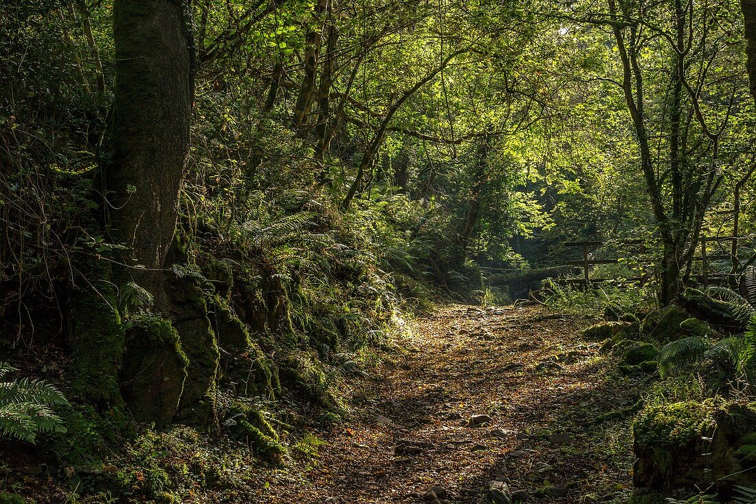 Woodland path, UK