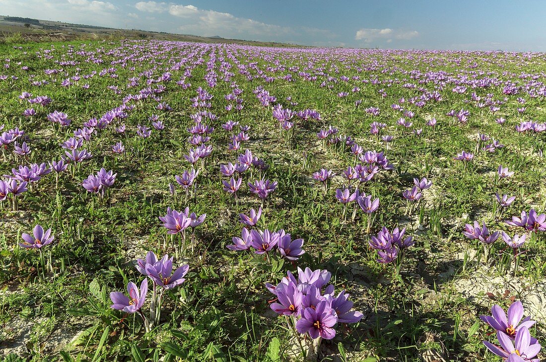 Saffron farming, Greece
