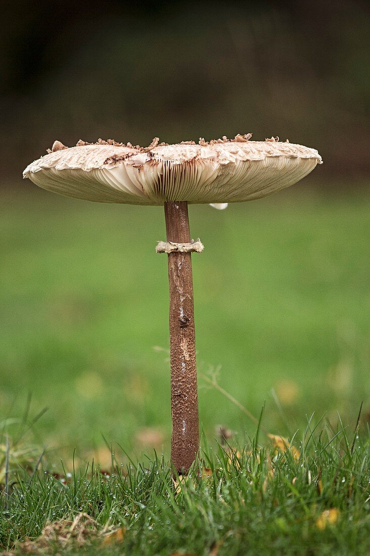 Parasol (Macrolepiota procera) mushroom