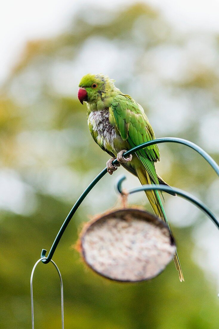 Ring-necked parakeet on a bird feeder