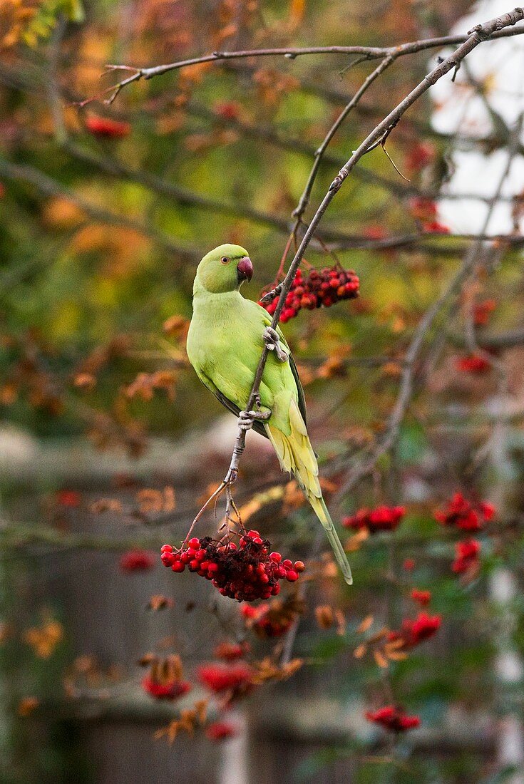 Ring-necked parakeet in a tree