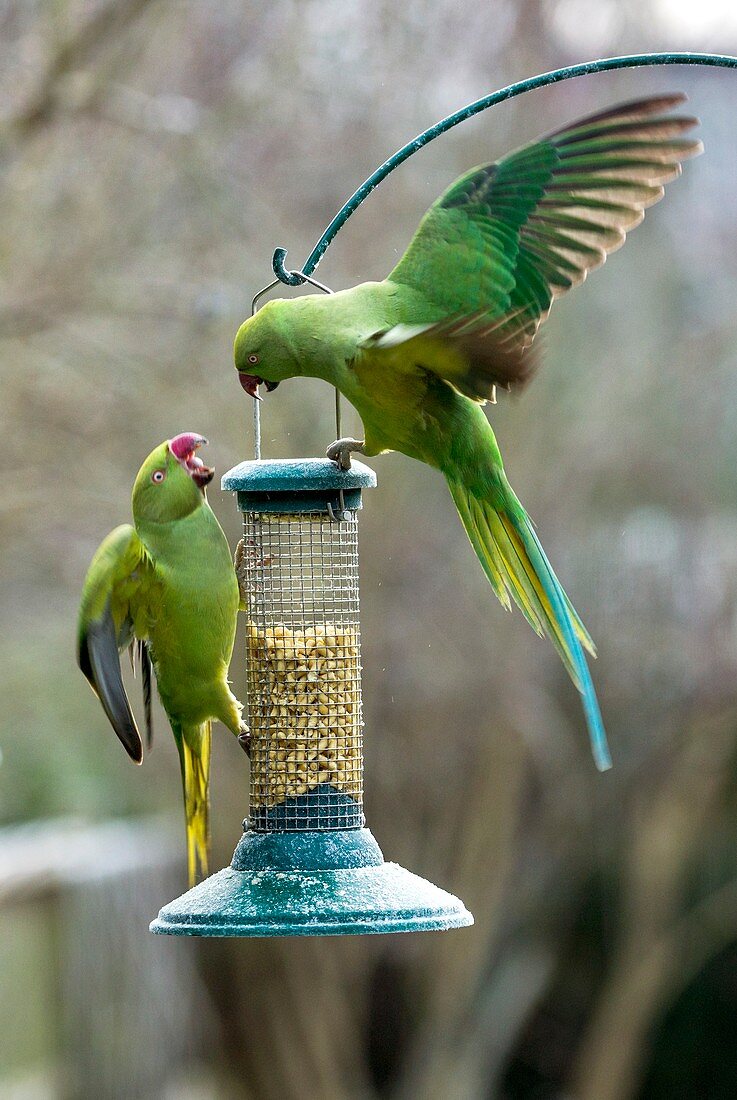 Ring-necked parakeets on a bird feeder