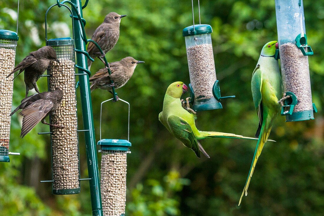 Ring-necked parakeets and starlings on bird feeders