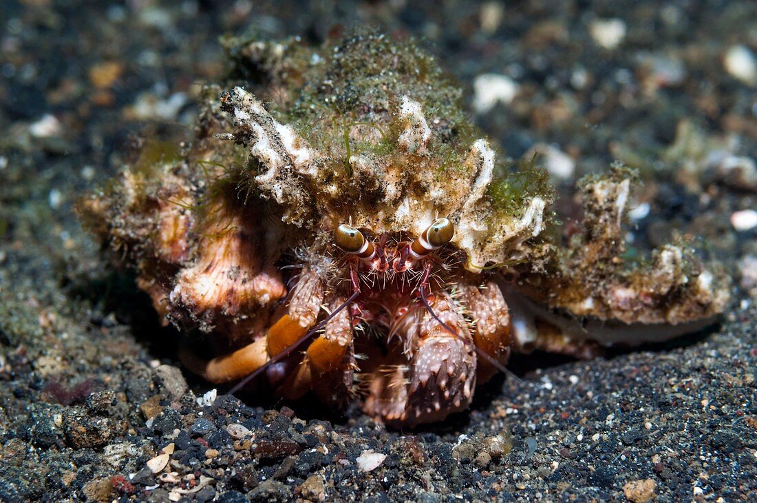 Dardanus hermit crab