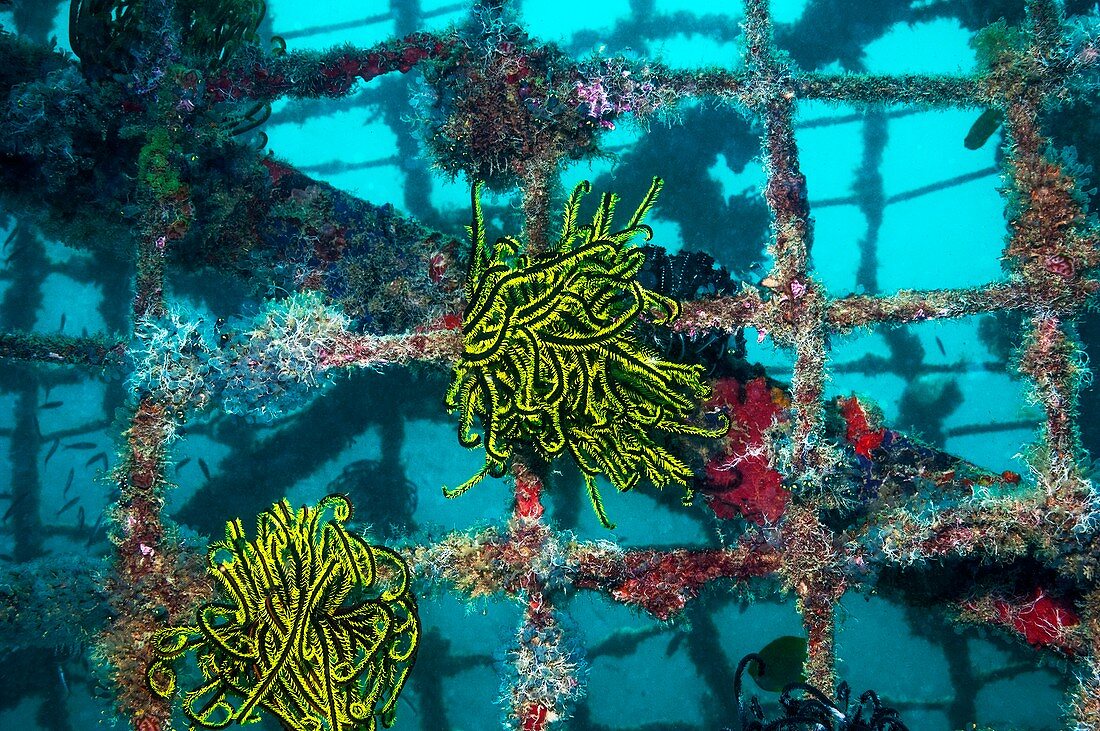 Crinoids on an artificial reef