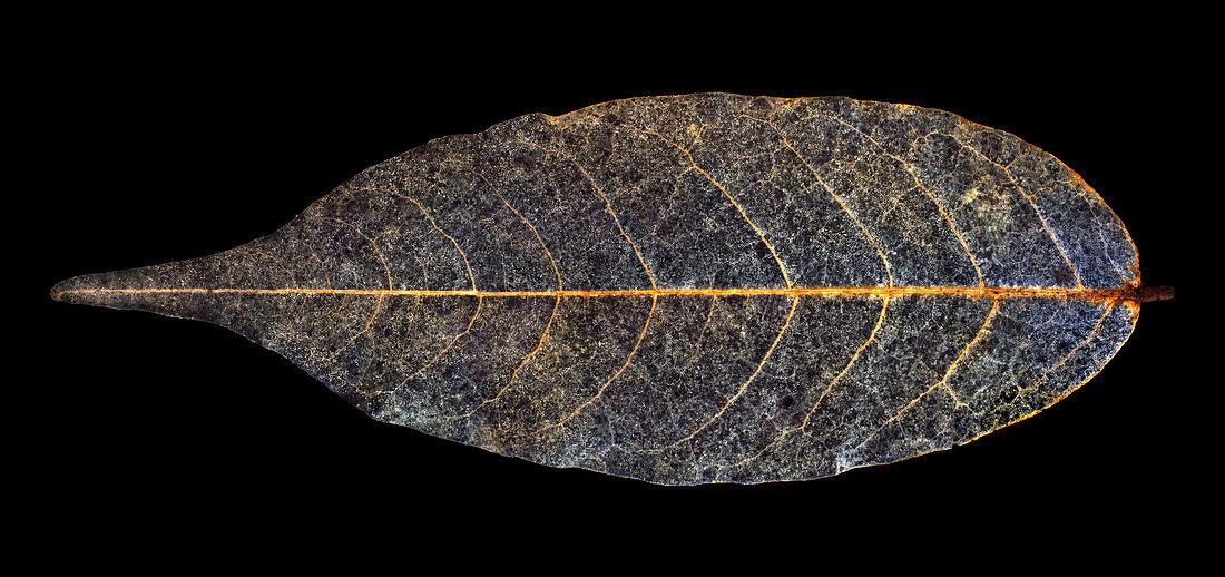 Leaf decay
