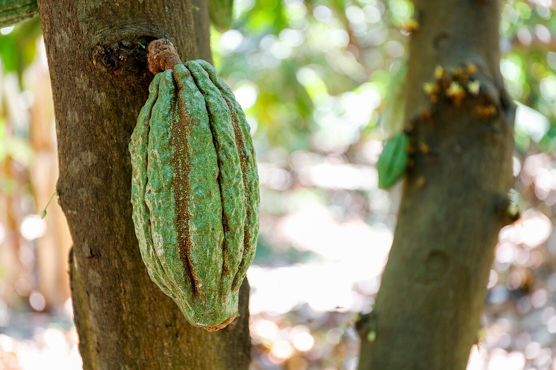 Cocoa fruit growing on a cocoa tree (Theobroma cacao)