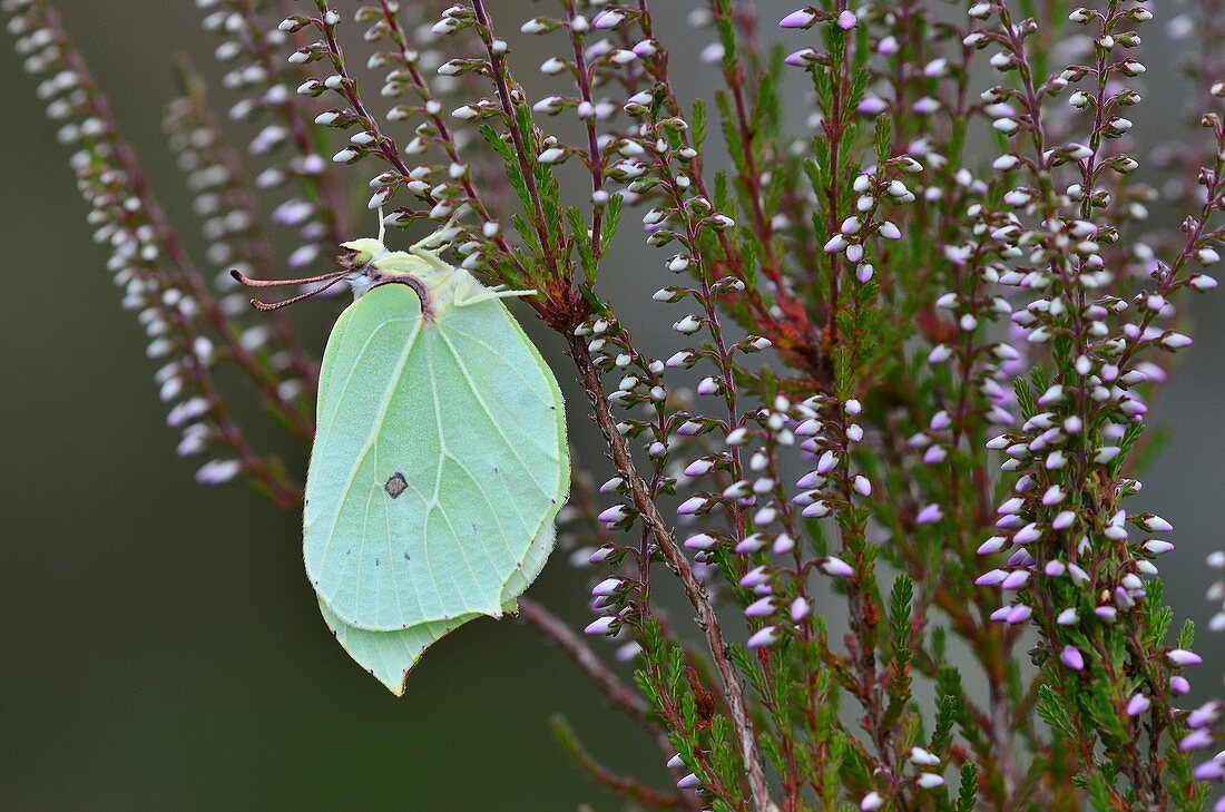 Brimstone butterfly, female, on ling heather