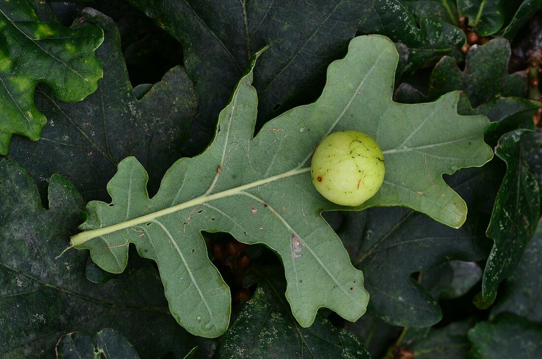 Cherry gall on pedunculate oak (Quercus robur) leaf