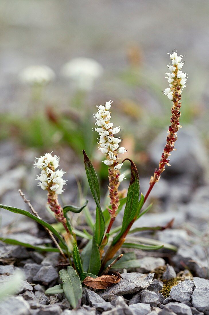 Alpine bistort (Bistorta vivipara) in flower on limestone
