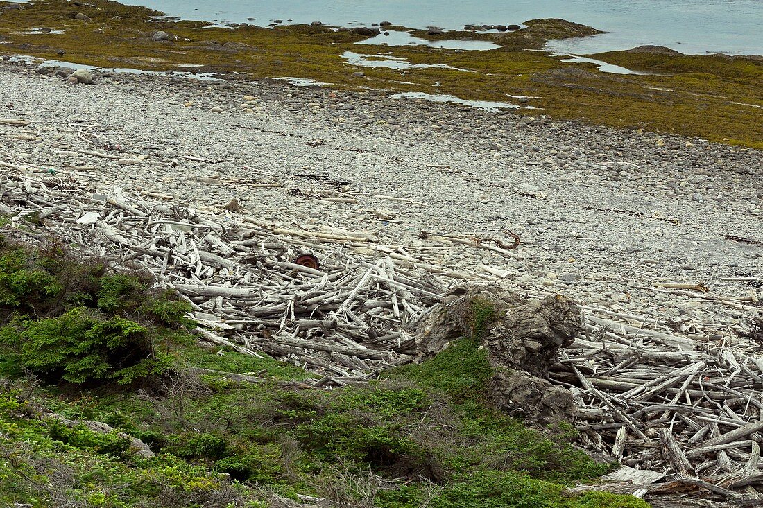 Coastal driftwood, Newfoundland, Canada