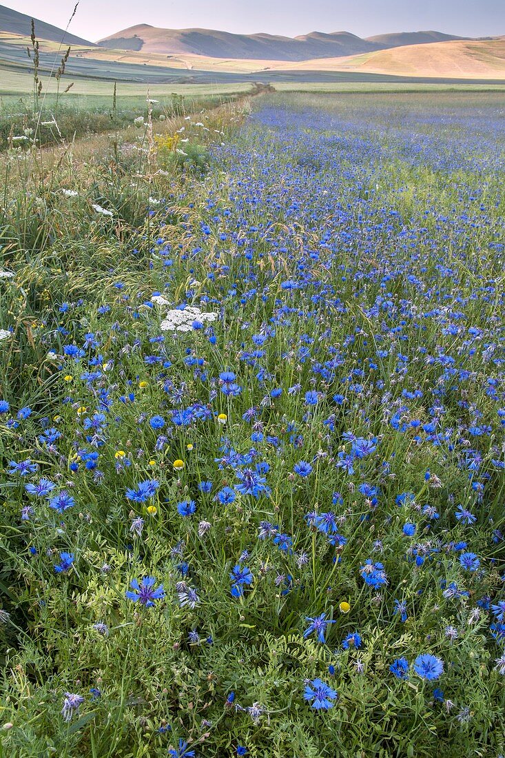 Cornflowers (Centaurea cyanus) in flower in a field