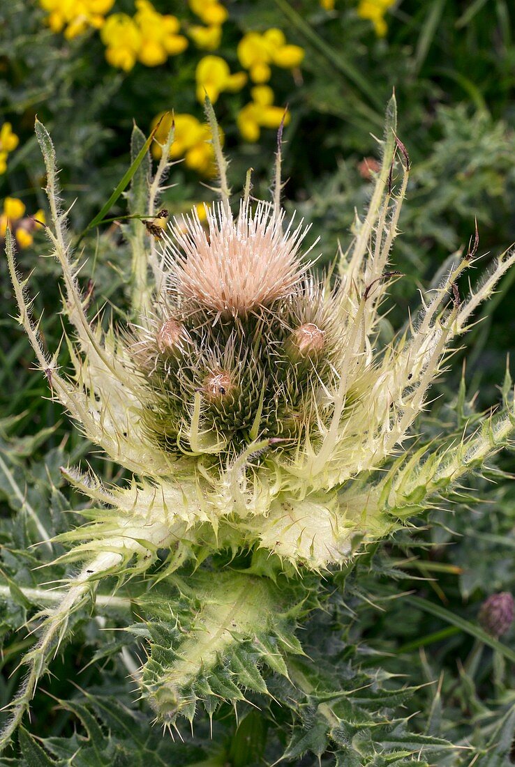 Spiniest thistle (Cirsium spinosissimum) in flower